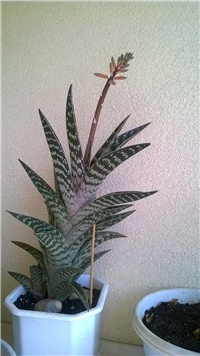 e41db949-WP_20160327_008 (1).jpg